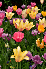 Multicolor tulips in garden