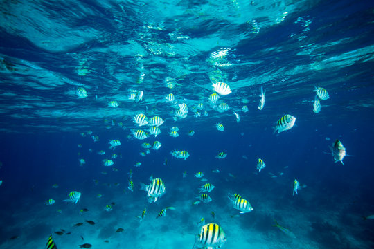Shoal of Sergeant major fishes swimming underwater at Looe Key