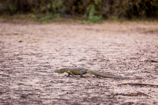 Nile Monitor lizard crawling at Serengeti National Park