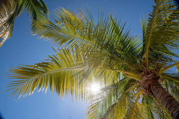 Fototapeta na wymiar Bright summer sun flare through palm tree leaves