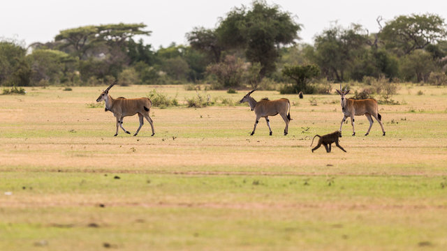 Eland and monkey walking on grassy landscape at Serengeti National Park