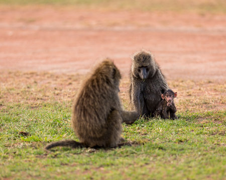 Baboon sitting with her baby at Serengeti National Park