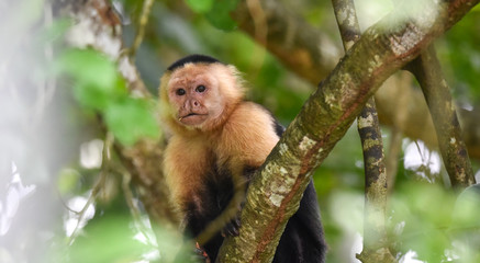 White-headed capuchin (Cebus capucinus).  Medium sized monkey of the family Cebidae subfamily Cebinae, in his native home in a jungle along the Panama Canal.