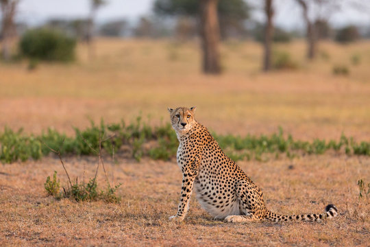Cheetah sitting at Serengeti National Park