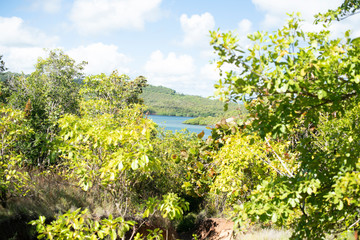 Arbres dans la mangrove, presqu'île de la Caravelle, Martinique