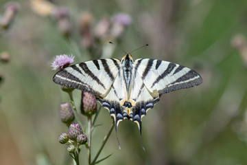 Papilionidae / Erik Kırlangıçkuyruğu / / Iphiclides podalirius