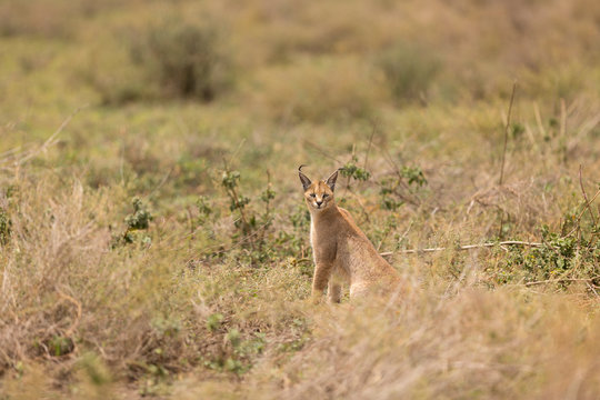 Portrait of caracal sitting in grass at Serengeti National Park
