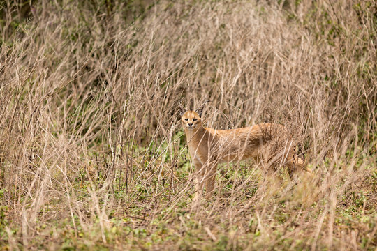 Portrait of caracal standing in grass at Serengeti National Park