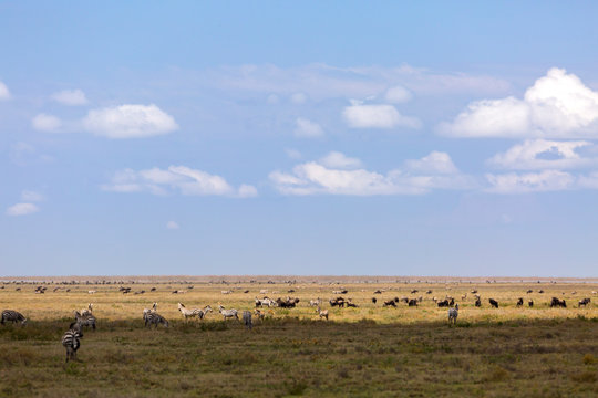 Herds of zebra and wildebeest grazing in Serengeti National Park