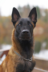 The portrait of a serious young Belgian Shepherd dog Malinois with a chain collar sitting outdoors near a river bank in autumn