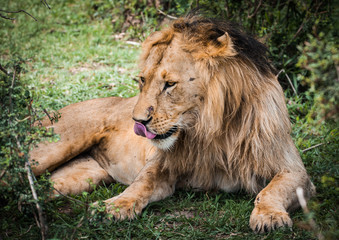 Obraz na płótnie Canvas Majestic lion in Maasai Mara reserve in Kenya