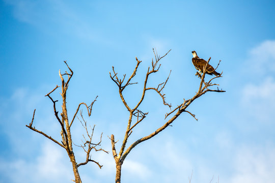 Osprey perching on dead tree against blue sky