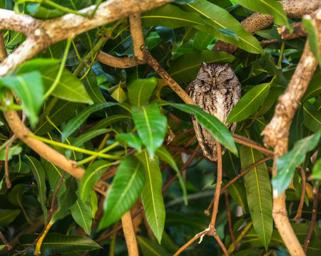 Eastern screech owl resting on mango tree