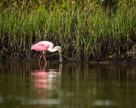 Roseate spoonbill hunting in water