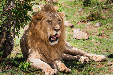 Fototapeta na wymiar Majestic lion in Maasai Mara reserve in Kenya
