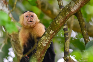 White-headed capuchin (Cebus capucinus).  Medium sized monkey of the family Cebidae subfamily Cebinae, in his native home in a jungle along the Panama Canal.