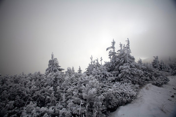 Trees covered with hoarfrost and snow in winter mountains - Christmas snowy backgroundic holiday...