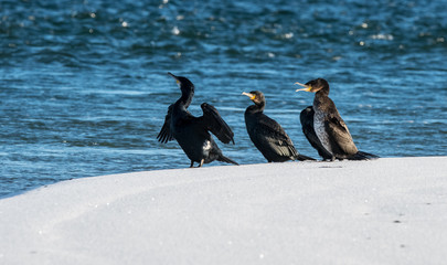 Sunbathing Cormorants