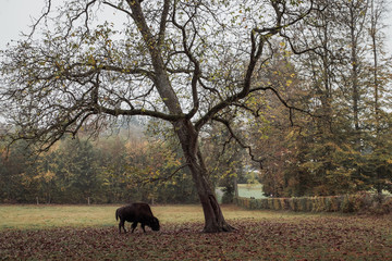 Fototapeta na wymiar American bison