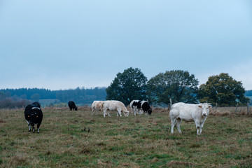 Cows in the field