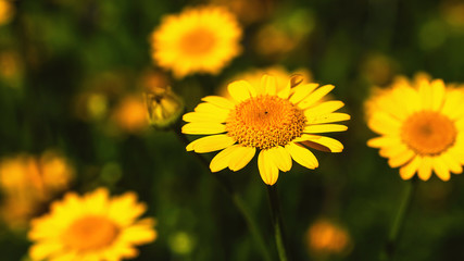 yellow flowers on green background