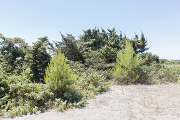 Vegetation of the dune environment