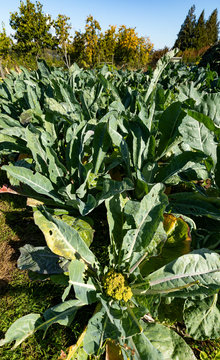 Broccoli plants growing in field