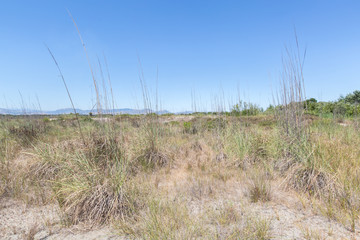 Vegetation of the dune environment