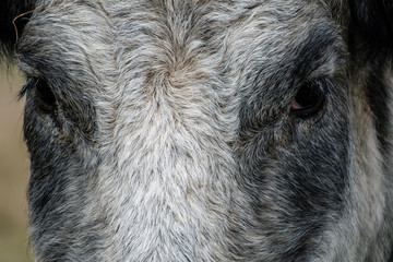 Cow close-up