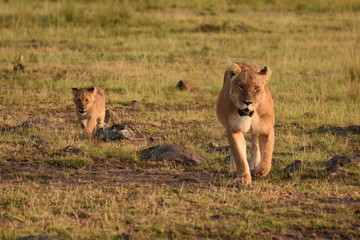 lioness and lion cub
