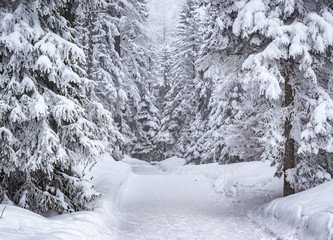 Road in the winter forest	