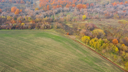Bird's eye view of geometric forms of empty agricultural fields near autumn forest.