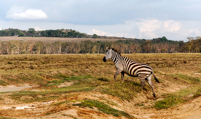 Zebras in the jungle of Kenya under a cloudy sky