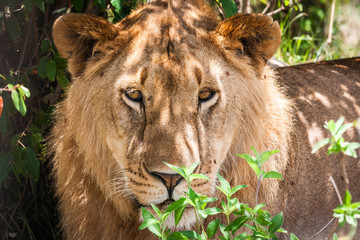 Majestic lion in Maasai Mara reserve in Kenya