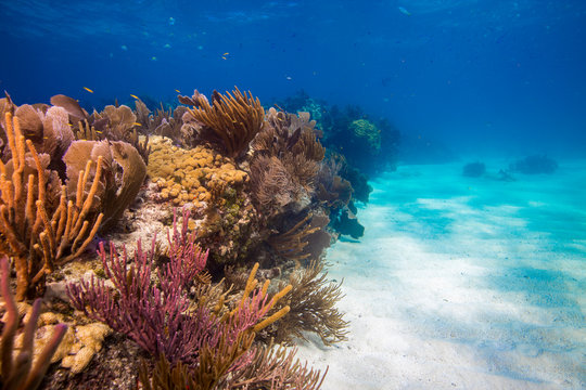 Coral reef growing in seabed at Looe Key
