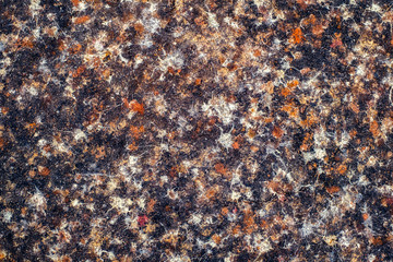 birds poop droppings on asphalt road