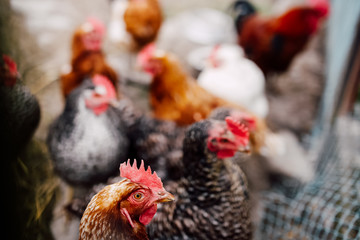 Bright hen in the chicken coop