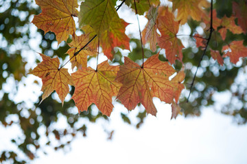 Fototapeta premium yellow tree leafs close-up in Fall season. Shallow depth of field