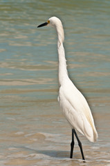 Back view, close distance of a snowy egret wading along a tropical , sandy beach shoreline hunting for next meal on a sunny, summer day on Gulf of Mexico