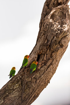Fischer's lovebirds perching on dead tree trunk