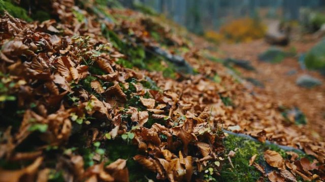 Close up leaves beautiful colorful autumn forest among pines landscape nature travel tree adventure air foliage magical place mountains sky sunny background slow motion