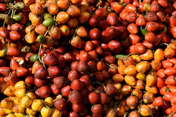 Fresh harvested colorful Peach Palm fruit, or Chontaduro, in Cali, Colombia.
