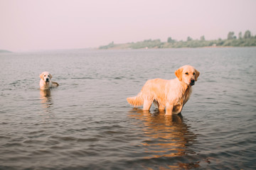 Two golden retrievers in water of river in a warm sun light. Summer early morning dogs walking in the countryside