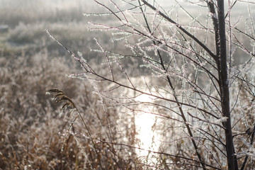 Melting frost on the branches. Morning calm and the sun