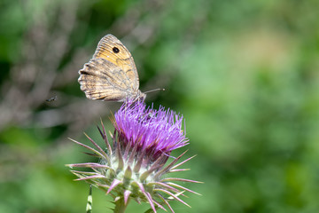 Step Yalancıcadısı / Pseudochazara mniszechii / 