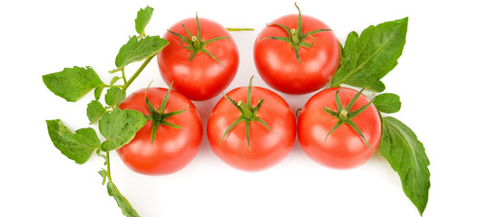 Fresh tomatoes isolated on white background. Wide photo .