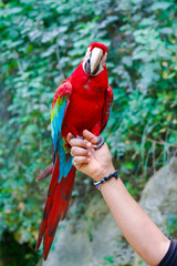 parrot and beak