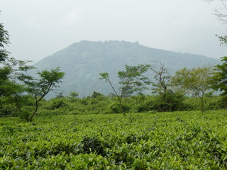 Lowland Teeplantage, Westbengalen
