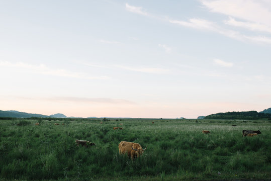 Animals grazing in a field