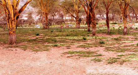 Acacias in the jungle of Kenya under a cloudy sky